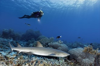 Diver observes Whitetip reef shark