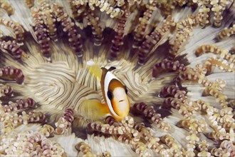 Clark's anemonefish