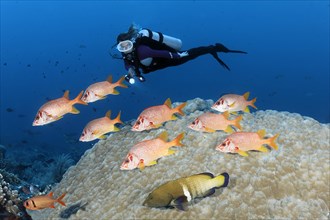 Diver observes shoal Sabre squirrelfish
