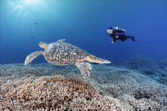 Diver observes Green turtle