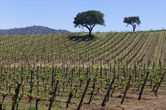 Vineyard in the Casablanca Valley
