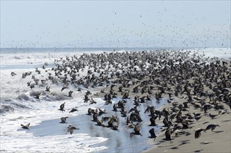 Swarm of grey gulls