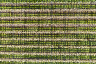 Apple tree plantation from above