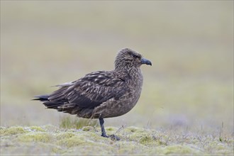 Skua