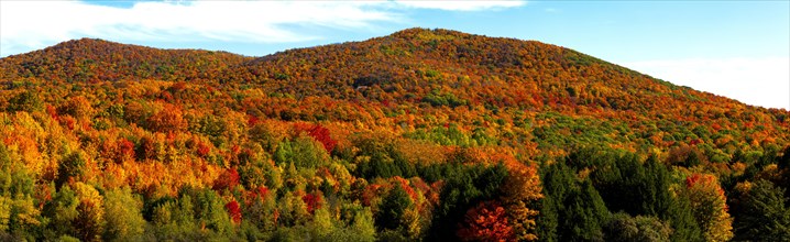 Forest with bright autumn colors Bromont Quebec Canada