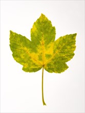 Autumn coloured Maple leaf