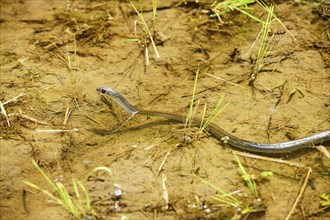 Snake swimming in the shallow water of a rice field