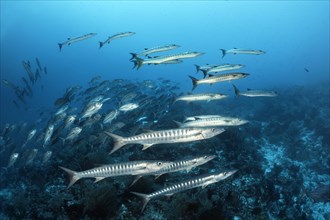 Swarm of fish Blackfin barracudas
