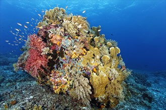 Large coral block on reef top densely covered with soft coral