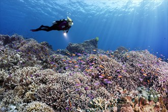 Diver swims over coral reef with different hard corals