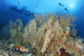 Coral reef with large Melthaea gorgonian