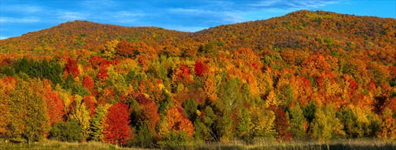 Deciduous forest in bright autumn colours