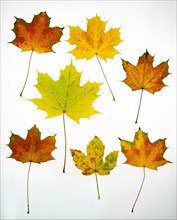 Autumnally coloured Maple leaves