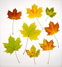Autumnally coloured Maple leaves