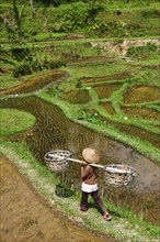 Rice farmer in the rice paddies of Tegallalang