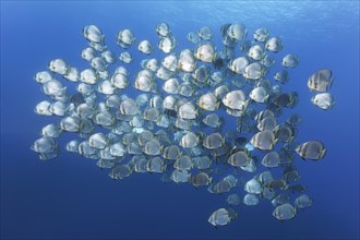 Large school of fish Orbicular batfish