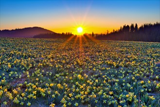 Field with flowering daffodils