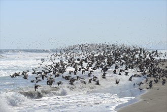 Swarm of grey gulls