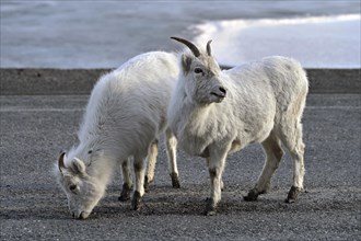 Two young Dall sheep