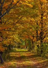 Avenue with colourful foliage in autumn