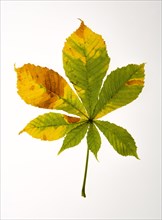 Autumn coloured chestnut trees leaf