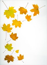 Autumn coloured Maple leaves