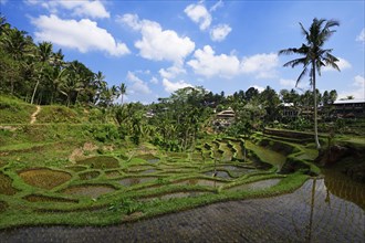 Rice fields near Tegallalang