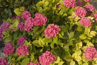 Pink hortensia