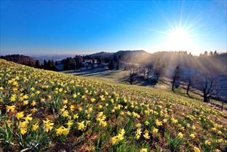 Field with flowering daffodils