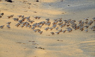 Swarm of Red Knot
