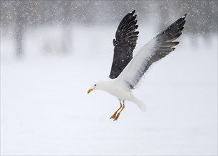 Lesser black-backed gull in flight