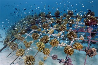 Coral breeding of stony corals