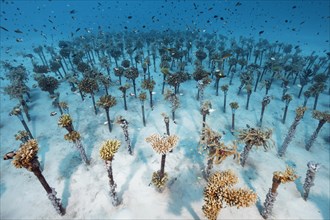 Coral breeding of hard corals
