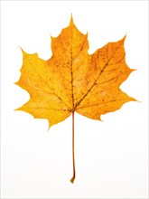 Autumnally coloured yellow Maple leaf