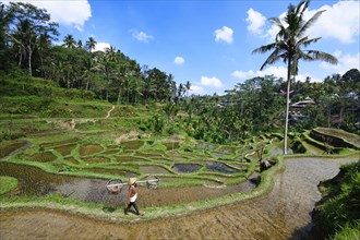 Rice farmer in the rice paddies of Tegallalang