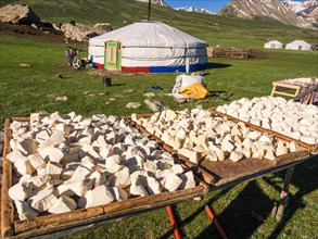 Curd cheese spread to dry in the open air in front of a yurt
