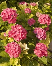 Pink hortensia