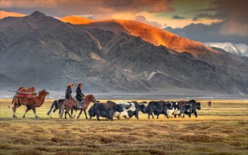 Shepherds riding horses to an autumn camp