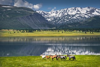 Herd of horses running at the lake