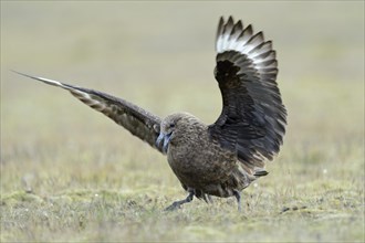 Skua