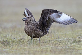 Skua