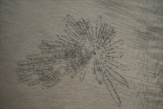 Star-shaped pattern of sand pebbles and cave of Sand bubbler crab