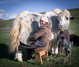 Old shepherdess milking a Yak