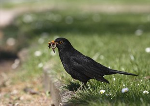 Blackbird or