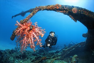 Diver viewing Klunzinger's Soft Coral