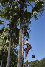 Man climbing palmyra palm