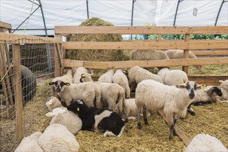 Arcott Rideau sheep