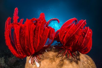 Two Red feather star