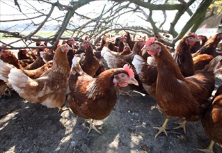 Free-range laying hens