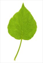 Leaf of bigleaf hydrangea (Hydrangea macrophylla), France